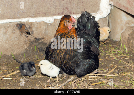 Avec les poussins poule poulet en Shed, Basse-Saxe, Allemagne Banque D'Images