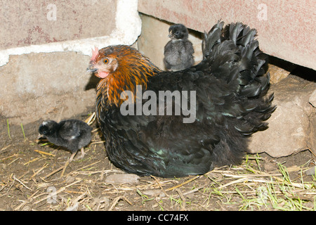 Avec les poussins poule poulet en Shed, Basse-Saxe, Allemagne Banque D'Images