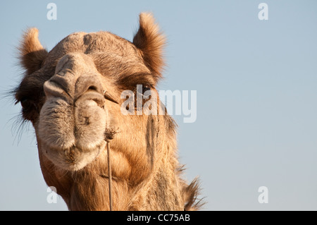 Close-up of camel's face, Camel Fair, Pushkar, Rajasthan, India Banque D'Images