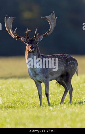Le daim (Dama dama), Buck pendant le rut, Royal Deer Park, Silkeborg, Danemark, copenhague, Danemark-du-Sud Banque D'Images
