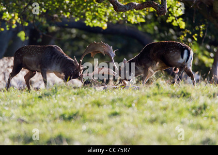 Le daim (Dama dama), deux mâles combats durant le rut, Royal Deer Park, Silkeborg, Danemark, copenhague, Danemark-du-Sud Banque D'Images