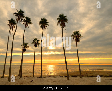 Palmiers sur une plage de lumière du soleil sur la baie de Tampa à Saint-Pétersbourg, en Floride. Banque D'Images