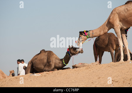 Deux chameaux communiquer, Camel Fair, Pushkar, Rajasthan, India Banque D'Images