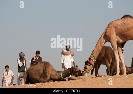 Deux chameaux communiquer, Camel Fair, Pushkar, Rajasthan, India Banque D'Images