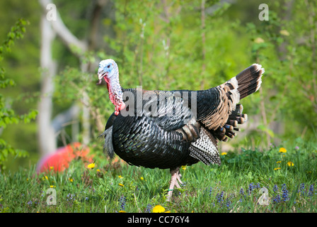 La Turquie le pré vert (lat. Meleagris gallopavo) Banque D'Images