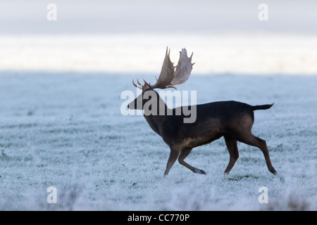 Le daim (Dama dama), daim noir tournant, pendant le rut, Royal Deer Park, Silkeborg, Danemark, copenhague, Danemark-du-Sud Banque D'Images