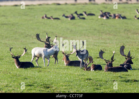 Le daim (Dama dama), un troupeau de boucs se reposant, Royal Deer Park, Silkeborg, Danemark, copenhague, Danemark-du-Sud Banque D'Images