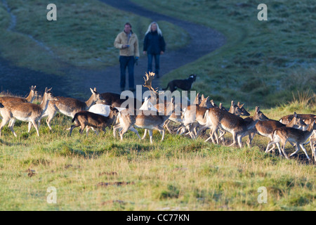 Le daim (Dama dama), troupeau courir loin de personnes et de chiens, Royal Deer Park, Silkeborg, Danemark, copenhague, Danemark-du-Sud Banque D'Images