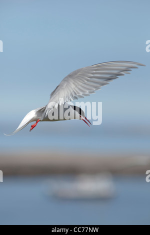 Sterne arctique (Sterna paradisaea) attaquant un touriste (hors cadre) sur les iles Farne Banque D'Images