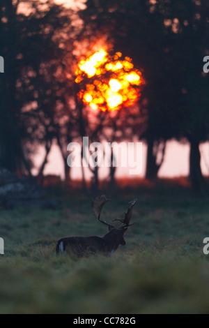 Le daim (Dama dama), Buck marche à travers Prairie au lever du soleil, Royal Deer Park, Silkeborg, Danemark, copenhague, Danemark-du-Sud Banque D'Images