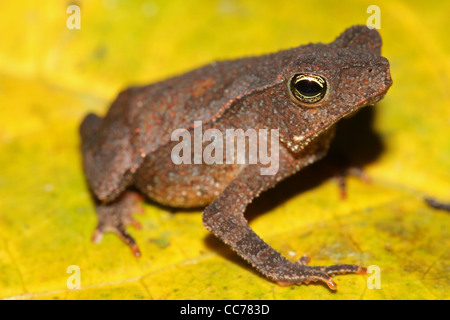 Un bébé non identifiés de l'Amazonie péruvienne toad (probablement une nouvelle espèce !) Banque D'Images