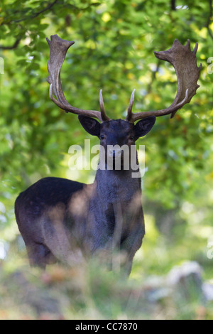 Le daim (Dama dama), Black Buck Aler, Royal Deer Park, Silkeborg, Danemark, copenhague, Danemark-du-Sud Banque D'Images