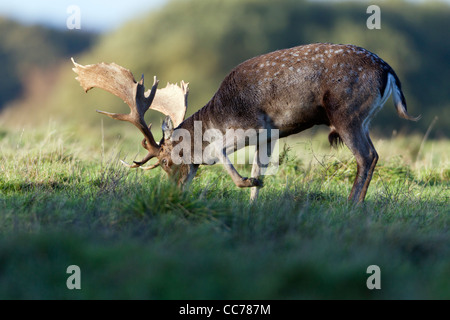 Le daim (Dama dama), la masse de patte avec sabot pendant le rut, Royal Deer Park, Silkeborg, Danemark, copenhague, Danemark-du-Sud Banque D'Images