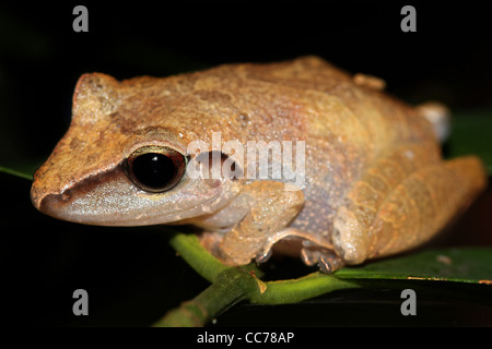 La grenouille pluie péruvienne (Pristimantis peruvianus) dans la jungle amazonienne Banque D'Images