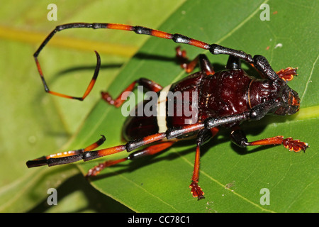 Le longicorne asiatique (famille des Cerambycidae) en forêt tropicale, le Pérou Banque D'Images