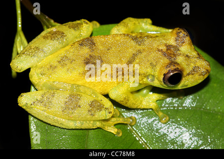 Un mignon Amazon Snouted Frog (Scinax ictericus) en Amazonie péruvienne de beaucoup d'espace pour le texte Banque D'Images