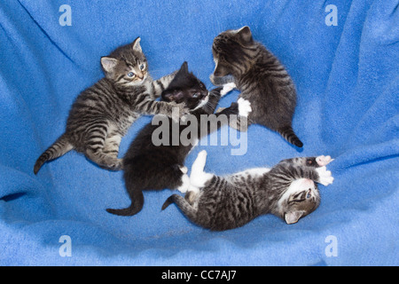 Chat domestique, quatre chatons jouant au basket, , Basse-Saxe, Allemagne Banque D'Images