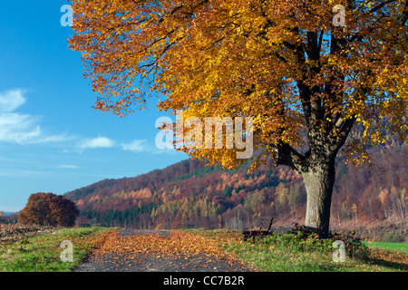 Noyer commun (Tilia europaea), dans la couleur en automne, Hessen, Allemagne Banque D'Images