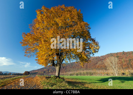 Noyer commun (Tilia europaea), dans la couleur en automne, Hessen, Allemagne Banque D'Images