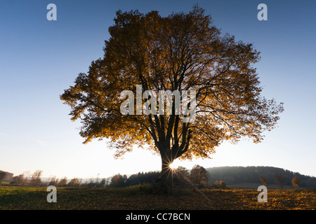 Noyer commun (Tilia europaea), et coucher de soleil en automne, Hessen, Allemagne Banque D'Images