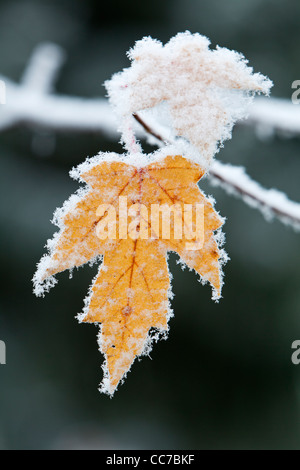 L'Érable argenté (Acer saccharinum), les feuilles couvertes en gel, Basse-Saxe, Allemagne Banque D'Images