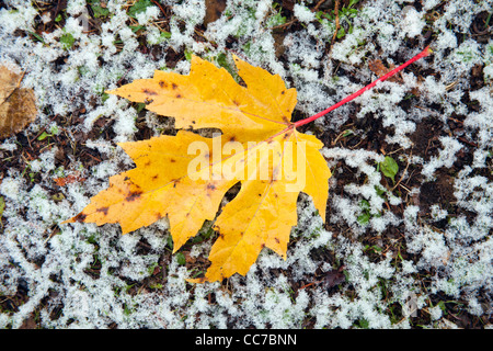 L'Érable argenté (Acer saccharinum), sur sol couvert de feuilles de givre, Basse-Saxe, Allemagne Banque D'Images