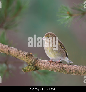 Femelle Verdier (Carduelis chloris) perché sur un arbre de pin sylvestre dans les highlands d'Ecosse Banque D'Images