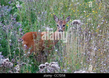 Le Chevreuil (Capreolus capreolus), Buck dans un désert d'herbe, Basse-Saxe, Allemagne Banque D'Images