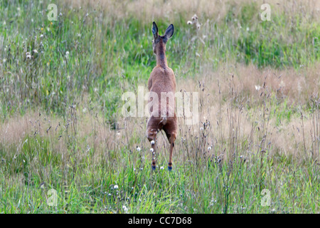 Régie de Virginie (Caprolus capreolus), Doe fuyant dans l'herbe haute, Basse-Saxe, Allemagne Banque D'Images