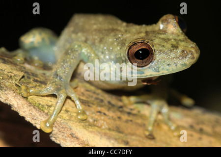 Un mignon Amazon Snouted Frog (Scinax ictericus) en Amazonie péruvienne de beaucoup d'espace pour le texte Banque D'Images