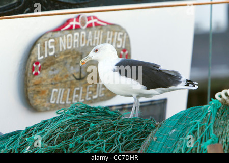 Mouette rieuse (Larus ridibundus), l'alimentation d'évacuation à partir de filets de pêche, Gillelije, Jutland-du-Nord, Danemark Banque D'Images