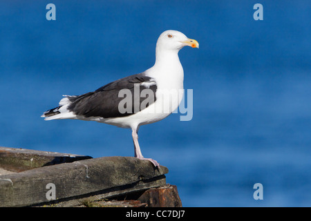 Mouette à dos noir (Larus fucus), perché sur le mur, Gillelije, Jutland-du-Nord, Danemark Banque D'Images