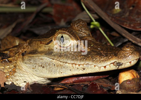 En souriant l'ours à lunettes (Caiman Caiman crocodilus) dans l'Amazonie péruvienne Banque D'Images