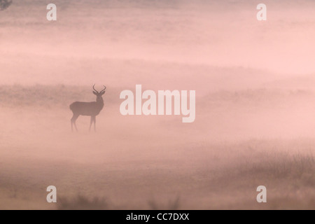 Red Deer (Cervus elaphus), jeune Cerf à l'automne Morning Mist, Royal Deer Park, Silkeborg, Danemark, copenhague, Danemark-du-Sud Banque D'Images
