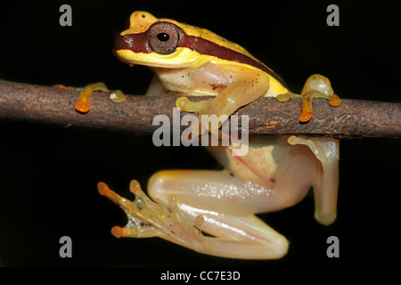 Une jolie jupe rouge (Dendropsophus rhodopeplus Treefrog) isolés dans l'Amazonie péruvienne avec l'espace pour le texte Banque D'Images