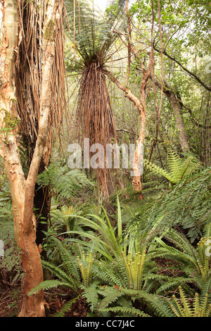 Cyathea smithii et Blechnum discolor en forêt tempérée à Dunedin, Nouvelle-Zélande Banque D'Images