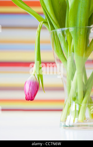 Le flétrissement tulip dans un vase de verre Banque D'Images