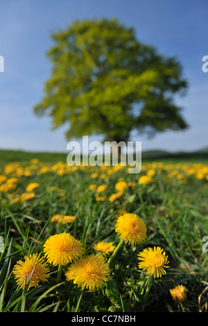 Beech Tree, Wissinghausen, Medebach, Hochsauerland, Rhénanie du Nord-Westphalie, Allemagne Banque D'Images