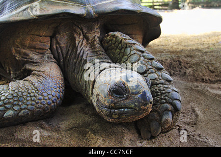 Seychelles tortue Aldabran Banque D'Images