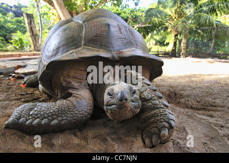 Seychelles tortue Aldabran Banque D'Images