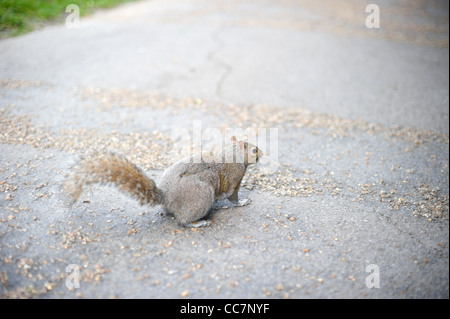L'écureuil de Hyde Park avec DOF peu profondes, London, UK Banque D'Images