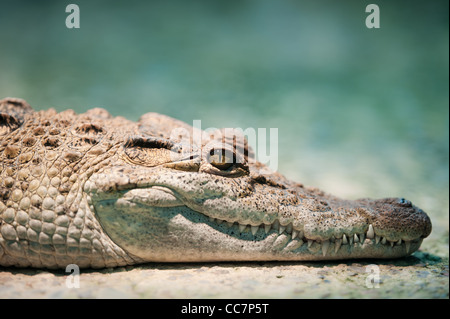 Crocodile des Philippines (lat. Crocodylus mindorensis), l'accent est mis sur l'oeil Banque D'Images