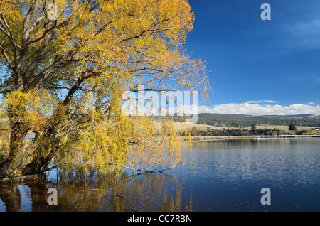 Willow Tree par lac Meadowbank, Tasmanie, Australie Banque D'Images