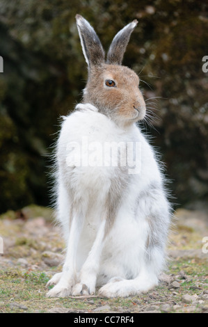 Blanc mâle lièvre (lat. Lepus timidus) au printemps Banque D'Images