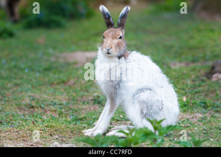 Blanc mâle lièvre (lat. Lepus timidus) au printemps Banque D'Images