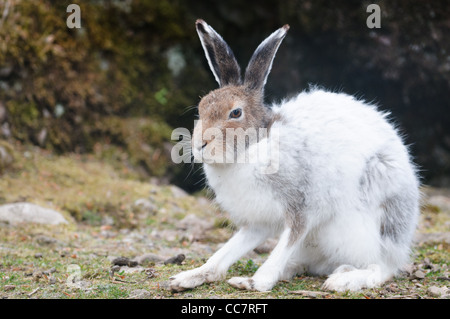 Blanc mâle lièvre (lat. Lepus timidus) au printemps Banque D'Images