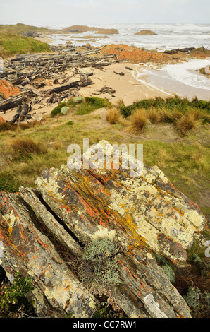 La côte près de la rivière Arthur, Tarkine, Arthur Pieman Conservation Area, Tasmanie, Australie Banque D'Images