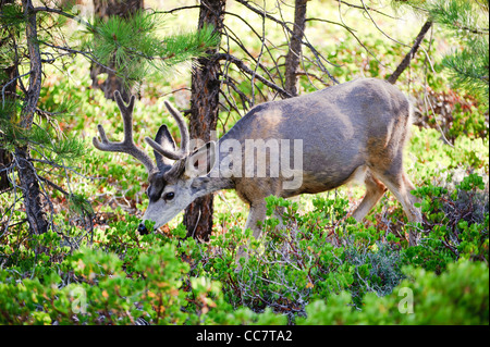 Le cerf mulet (lat. Odocoileus hemionus) dans les bois de Bryce Canyon National Park, Utah, USA Banque D'Images