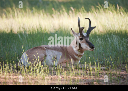 Le cerf mulet (lat. Odocoileus hemionus) dans les bois de Bryce Canyon National Park, Utah, USA Banque D'Images