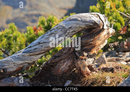 Le pin de montagne (Pinus mugo) close-up de racines. Parc National des Tatras. La Pologne. Banque D'Images